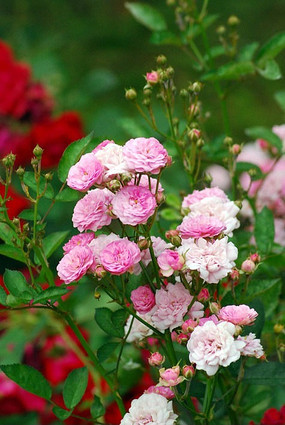 �¼�����