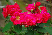 �¼�����