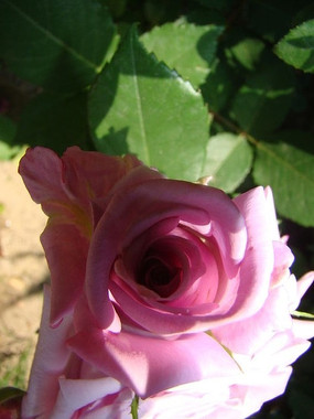 ��ɫ������