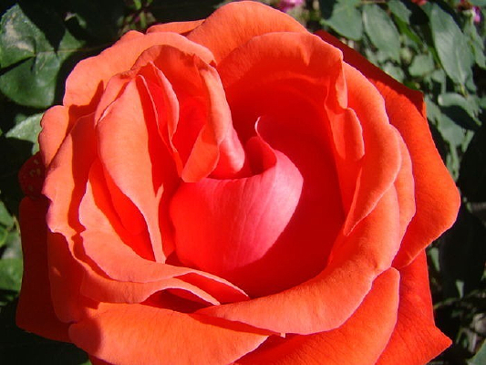 ���ϵĺ�õ��