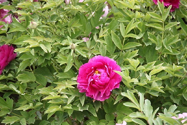 ��ɫĵ����