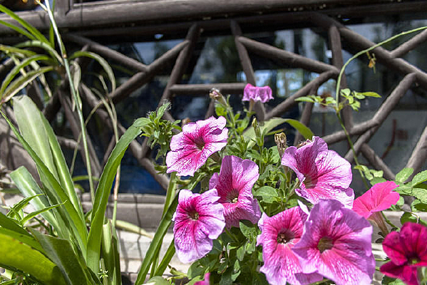 õ��ɫ�Ĳݻ�