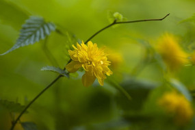 �����ջ�