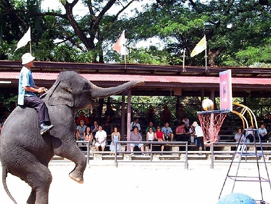 ����Ͷ��