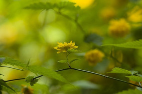 ���ֻ���