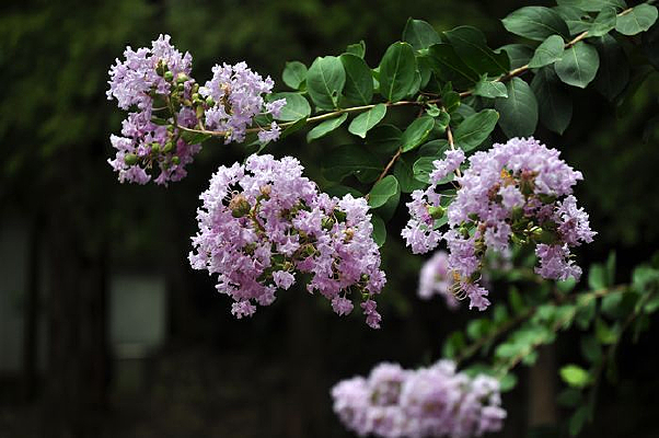 ��ɫҶ���µ���ޱ��