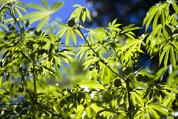 �������汳��