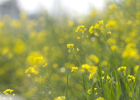 ��԰����Ͳ˻���