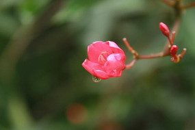 ���Ļ���