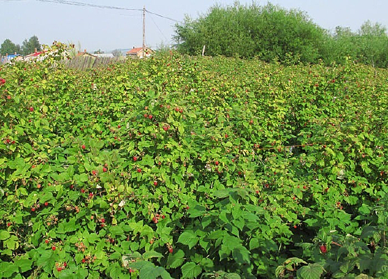 ��ݮ��ֲ��