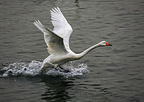 ׼������İ����