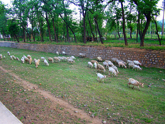 ������Ⱥ