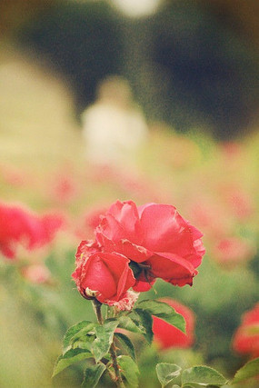 �����ĺ�