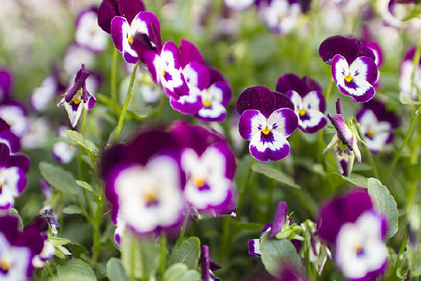 ��ɫ���˵�