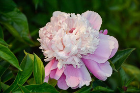 ��ɫ��ҩ��