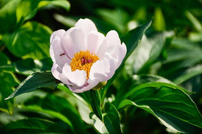 �������ŵ���ҩ