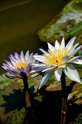 ������ɫ����