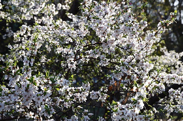 ʢ�����滨