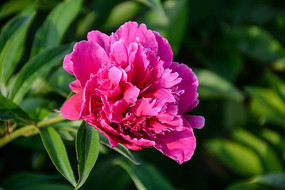 ��ɫ��ҩ��