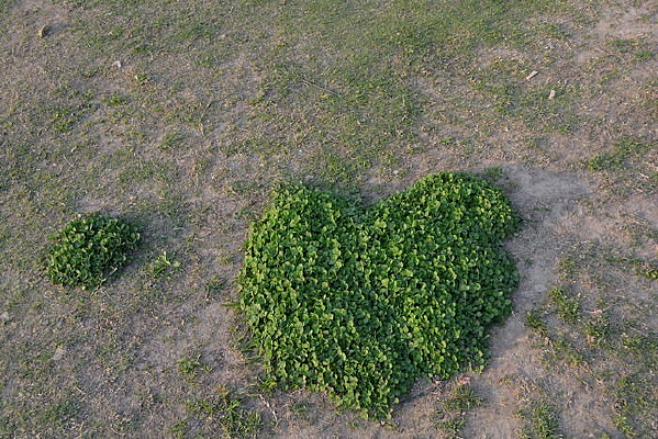 ������Ҷ��