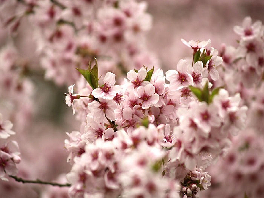 �һ�����֦