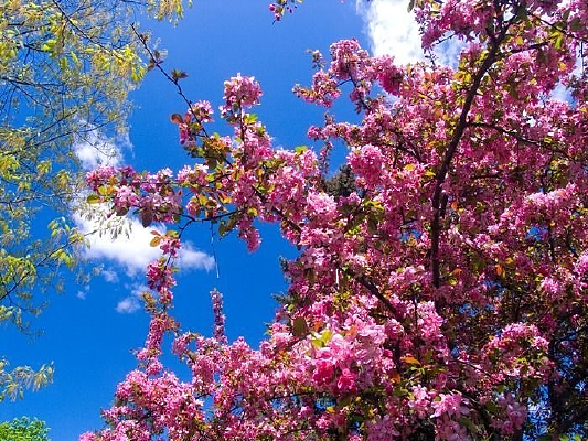 ��ɫ����