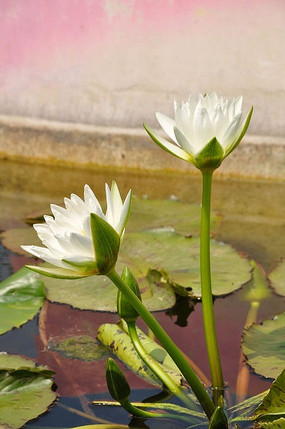 阳光下绽放的两朵白莲花