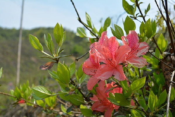 ��Ҷ����