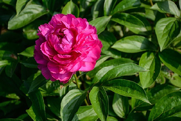 �Ϻ�ɫǾޱ��