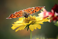 Ϊ���ڷ۵ĺ���