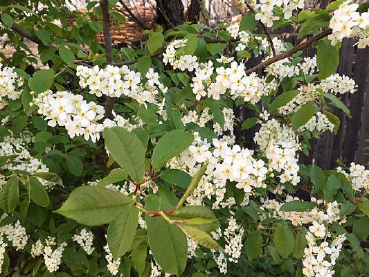 ���ӻ���