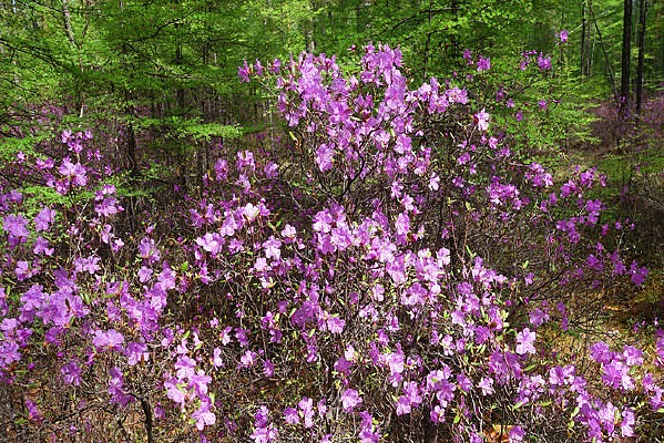 Ұ������Ұ���ž�