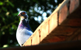 ����������ë�ĸ���