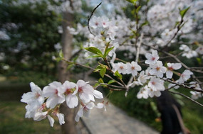 ��԰��ʢ���İ׻�