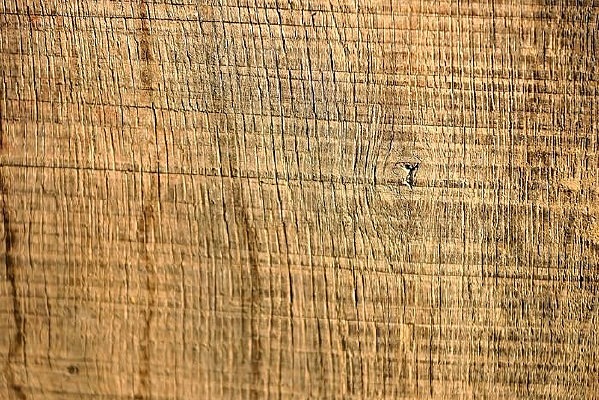 ����ľ��