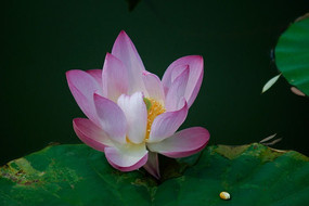 ���޵�ˮ��