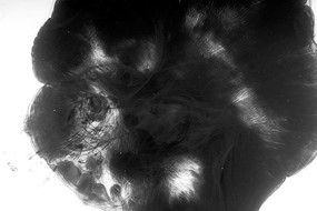 ��ɢ��ī��