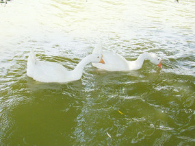 �����ɰ��İ׶�