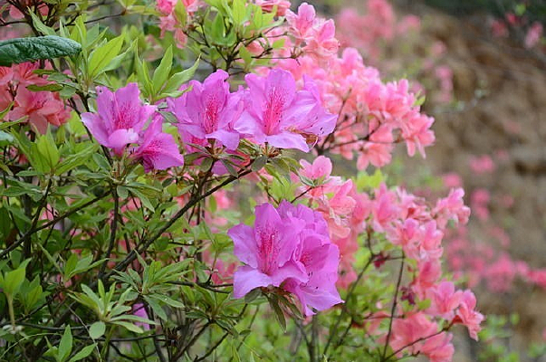 ������ɽ