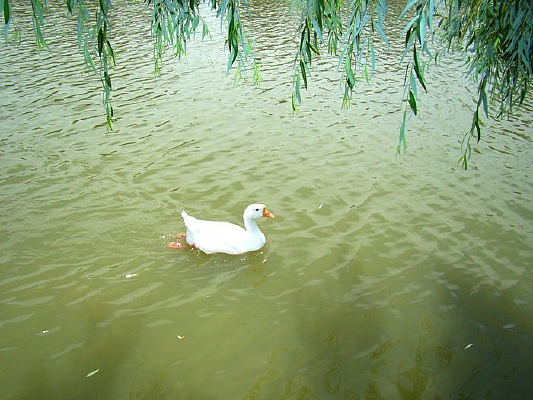 ��ˮ��İ׶�