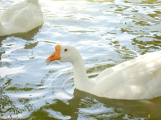 ��ÿ��ĵذ׶�