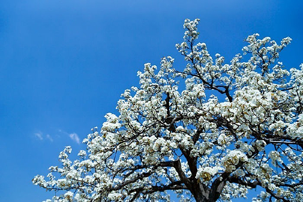 ��׻���֦ͷ����