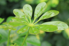 ������Ҷ