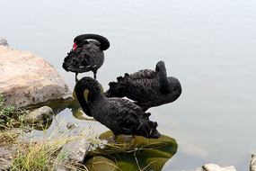 ���ߺ����