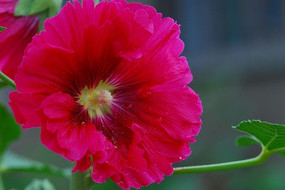 �ۺ�ɫ�������