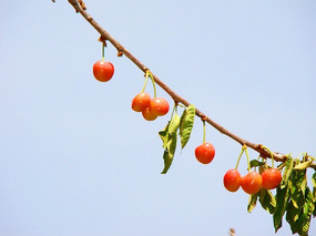 ��֦�ϵĴ���ӣ��