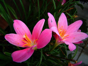 �������껨