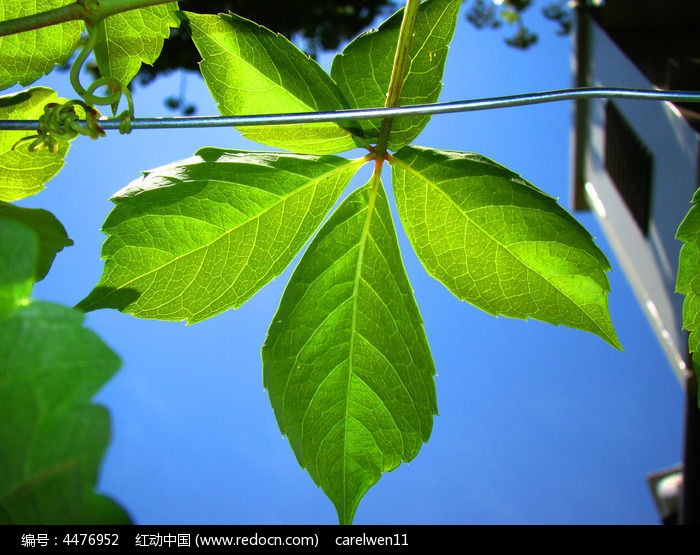 亂爬的植物圖片_圖片_紅動手機版