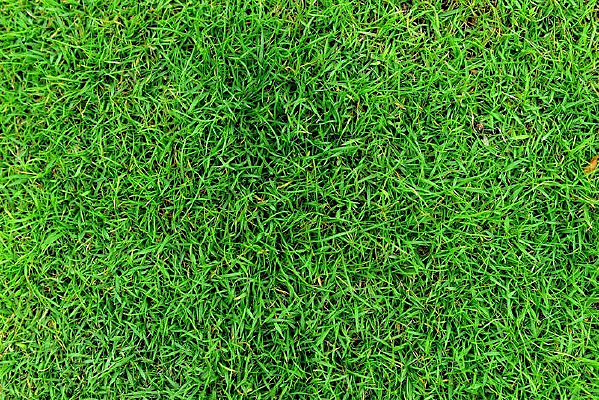 ���۵��̲ݵ�