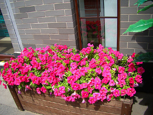 һ���ӵ��ʻ�